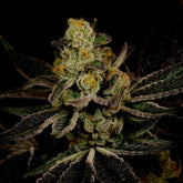 Power Plant Autoflower Cannabis Plant